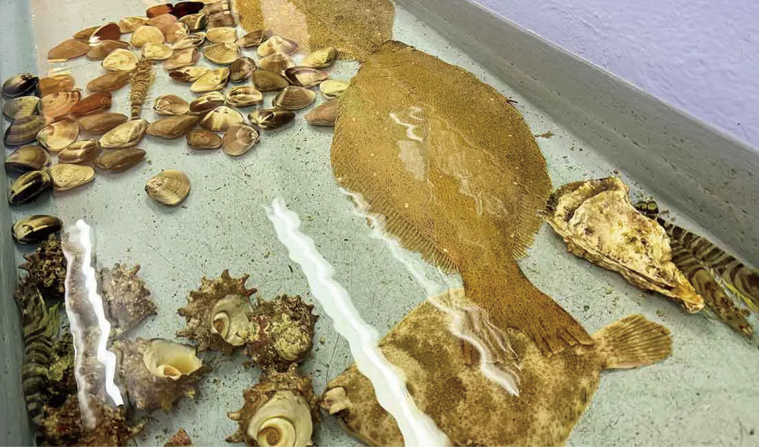 魚問屋 うおまさ